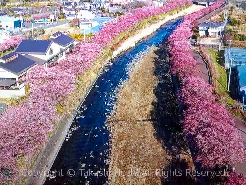 河津川沿いの桜並木