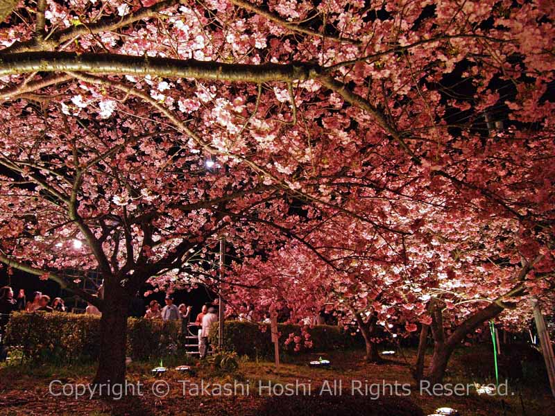 河津桜まつりの夜間ライトアップ