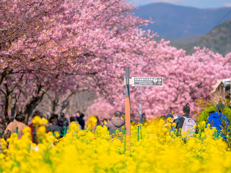 河津桜祭りの菜の花ロード