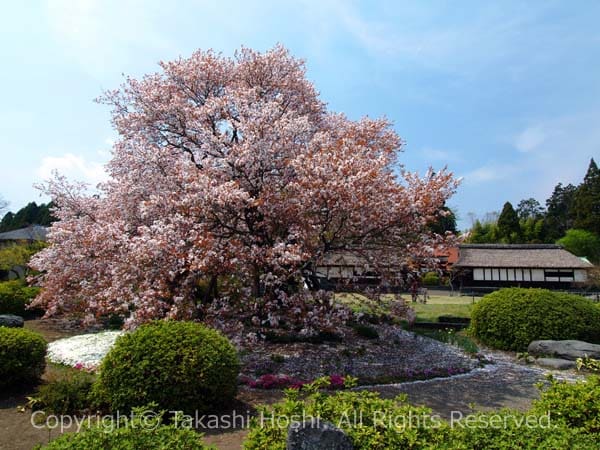 特別天然記念物の狩宿の下馬桜