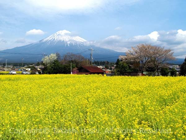 狩宿の下馬桜周辺の菜の花畑と富士山