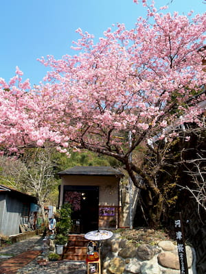 河津七滝ループ橋周辺に咲く河津桜