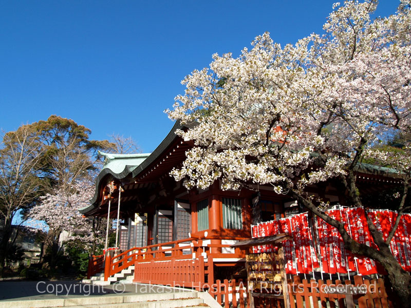 桜が咲く大歳御祖神社