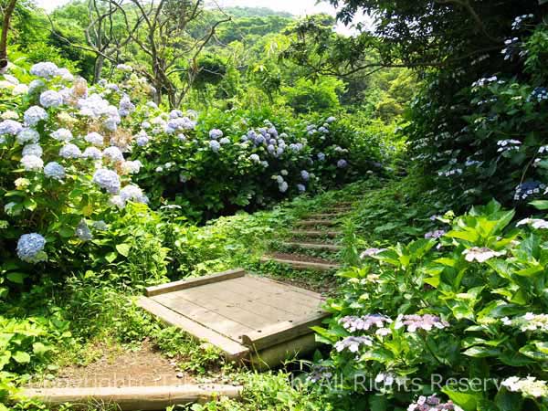 タライ岬歩道に咲く紫陽花