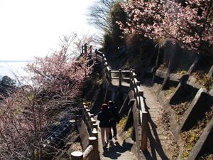 さった峠の峠道