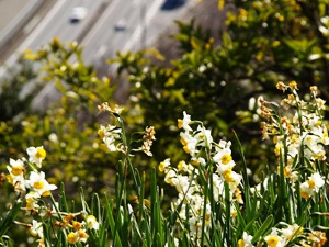 さった峠ハイキングコースの草花