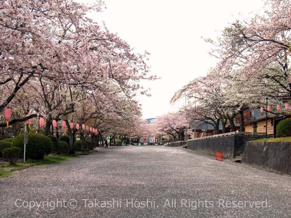 富士山本宮浅間大社の桜の馬場