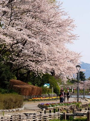 蓮華寺池公園の周回路