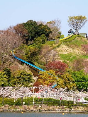 蓮華寺池公園の丘