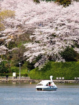 蓮華寺池のボート