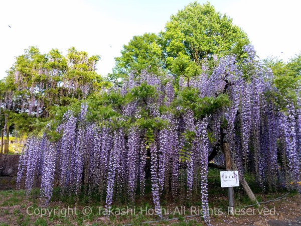 蓮華寺池公園のフジの庭園のフジ