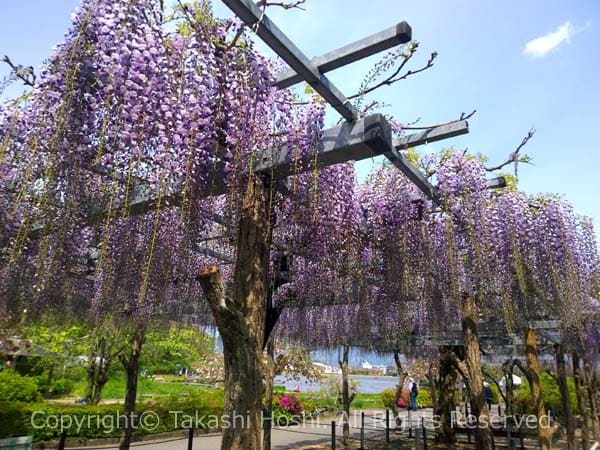 蓮華寺池公園 藤枝市観光ガイド 駿河湾 百景