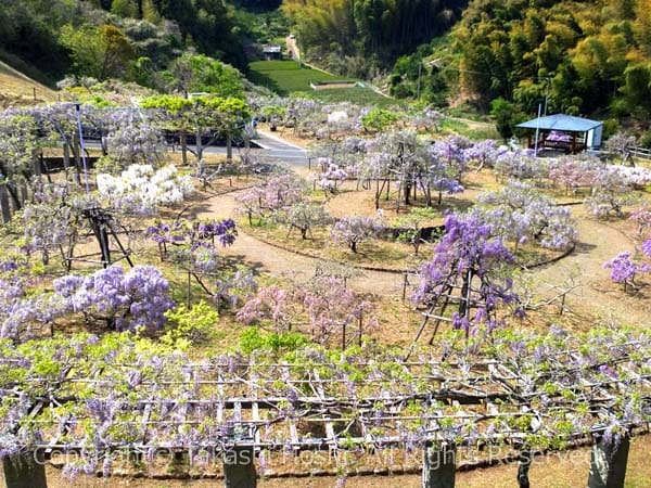 蓮華寺池公園のフジの庭園