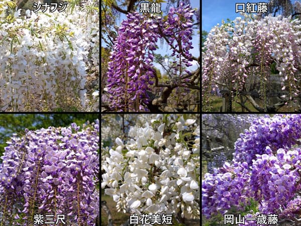 蓮華寺池公園のフジ