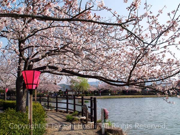 蓮華寺池公園の桜