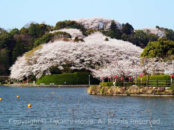 蓮華寺池公園のソメイヨシノ