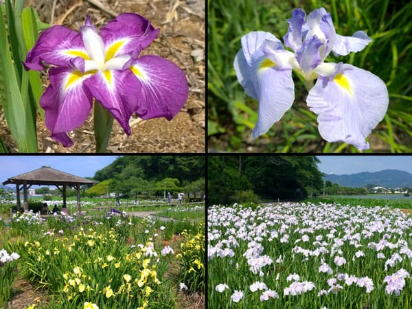 蓮華寺池公園の花菖蒲・ハナショウブ