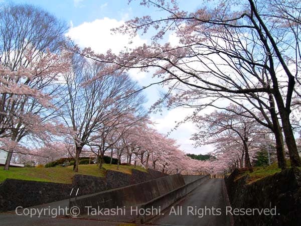 大石寺の宝物殿前の桜並木の写真