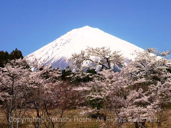 大石寺から望む富士山の写真