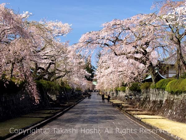 大石寺参道