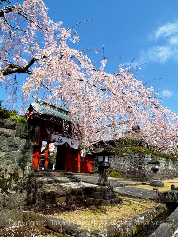 寂日坊の枝垂れ桜