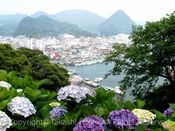 アジサイ越しの下田港