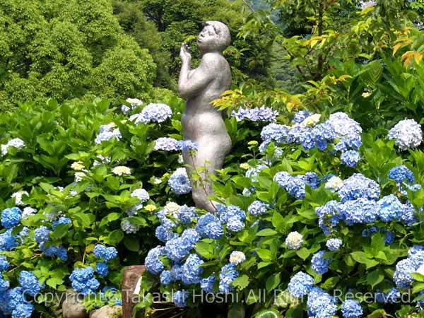 下田公園の紫陽花