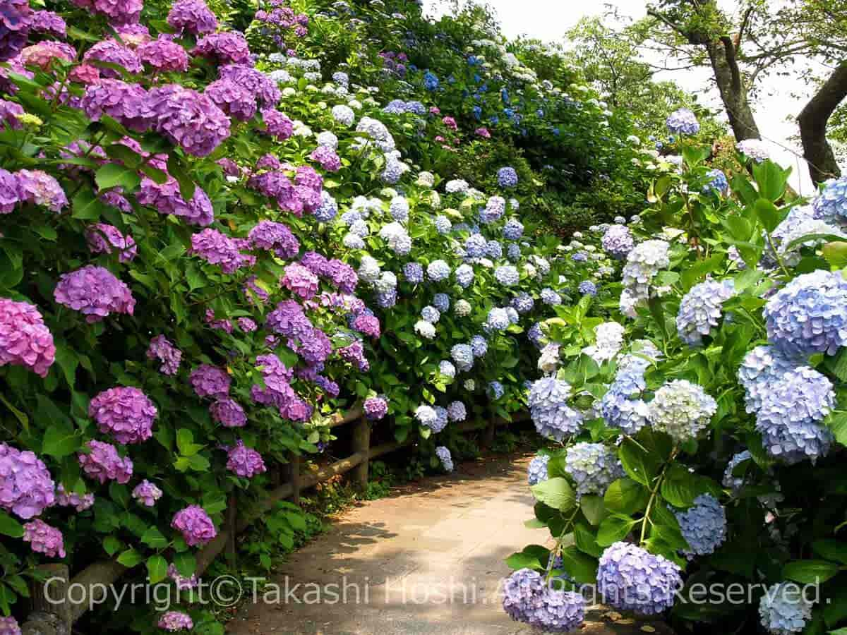 下田公園のあじさいロード