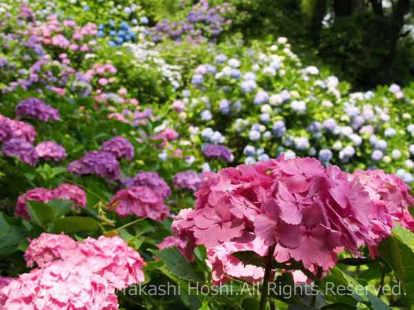 下田公園あじさい祭