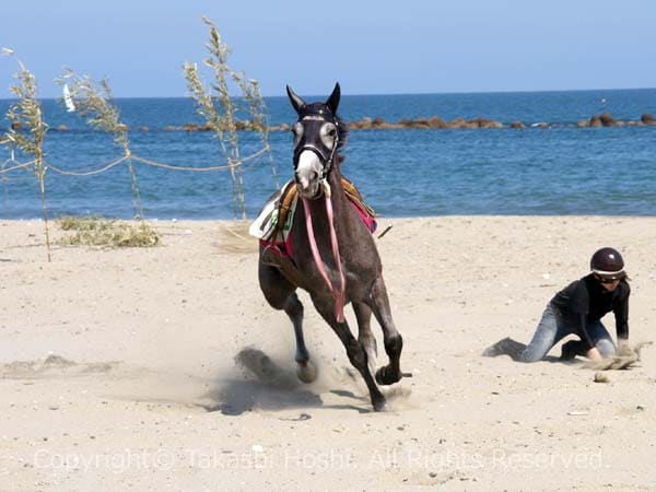 さがら草競馬大会のじゃじゃ馬の写真