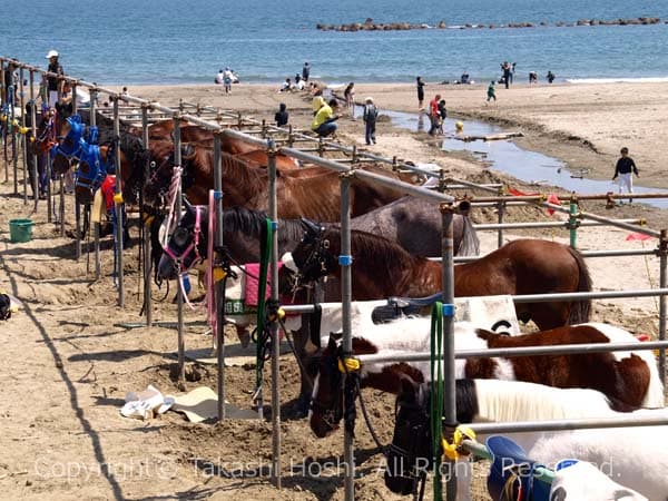 さがら草競馬大会の競走馬と海岸の写真