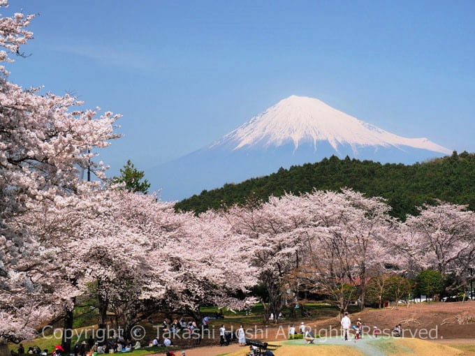 岩本山公園の富士山と桜