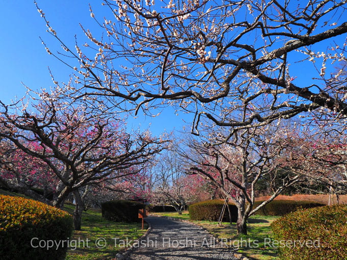 岩本山公園の梅園