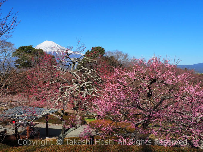 岩本山公園の梅園越しの富士山