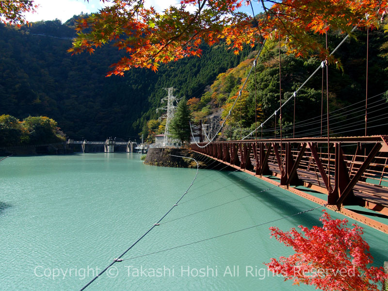 市代吊橋と大井川ダムの紅葉