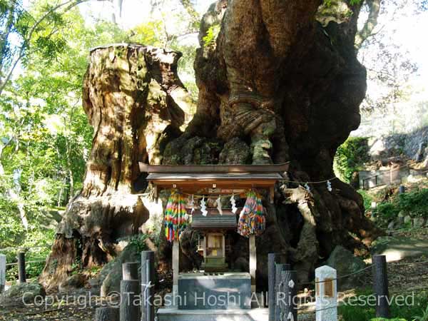 阿豆佐和気神社の大クス