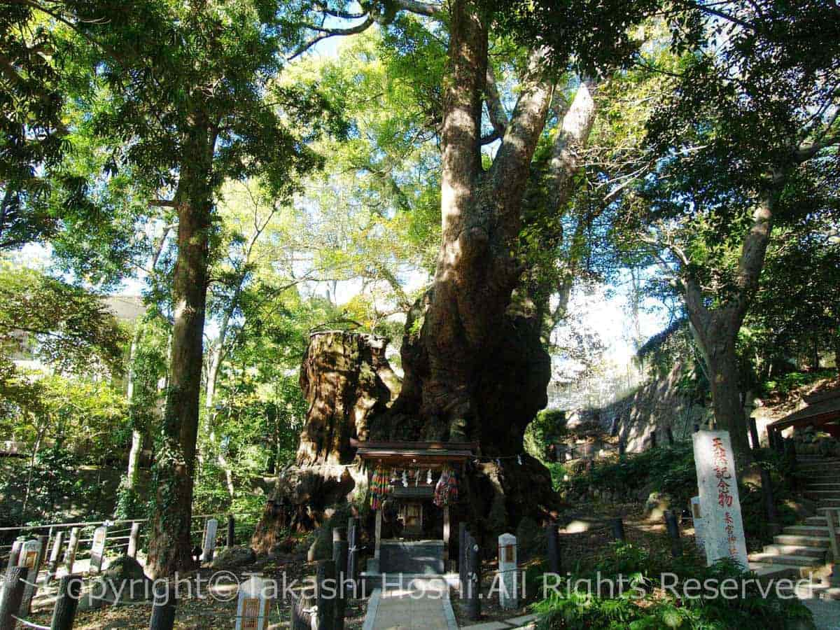 パワースポットである来宮神社の大楠