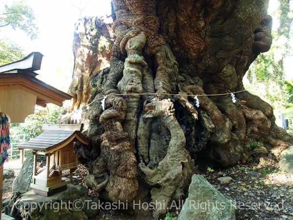 圧倒的な存在感の来宮神社の大楠