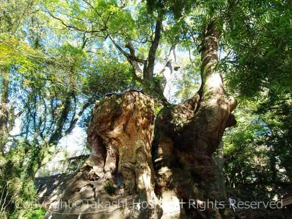 樹齢2100年超の来宮神社の大クス