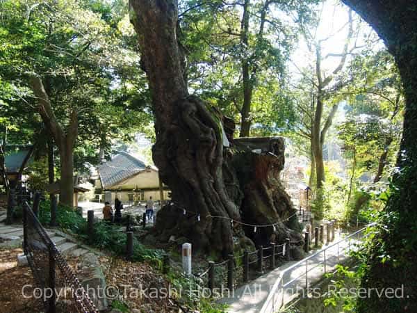 来宮神社の大楠の全景