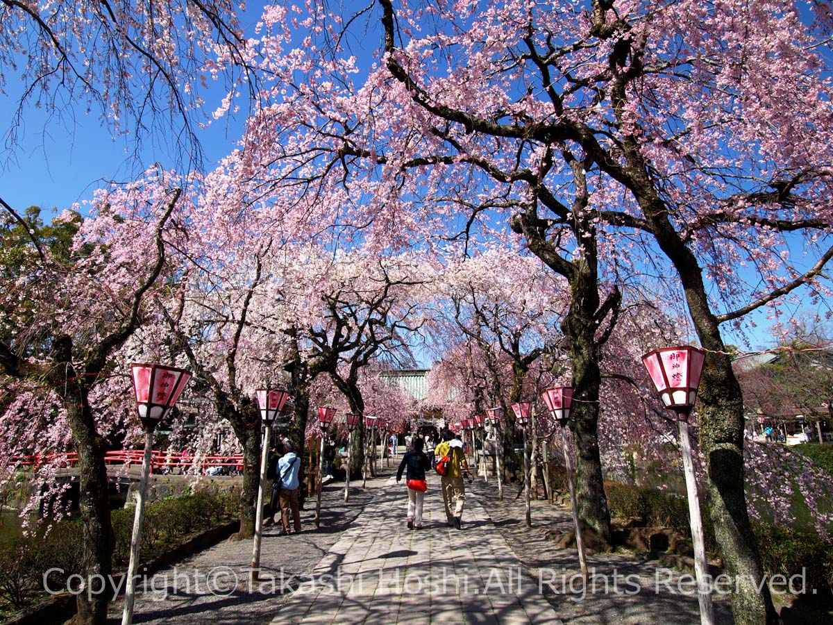 桜の名所の三嶋大社