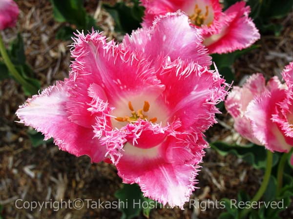 吉田公園に咲く珍しい品種のチューリップ