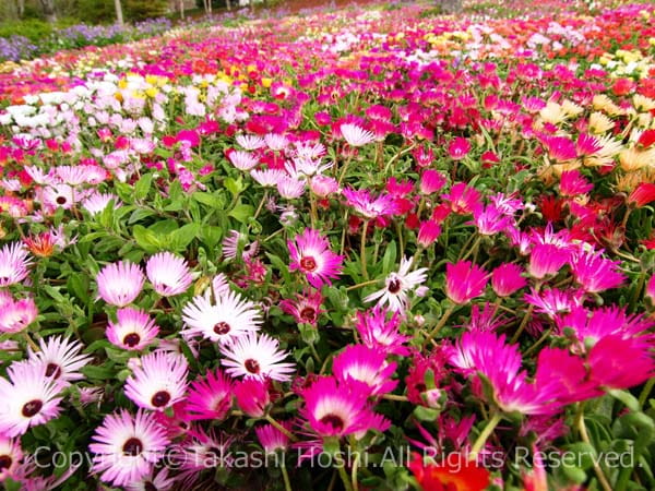 花の公園として知られる吉田公園