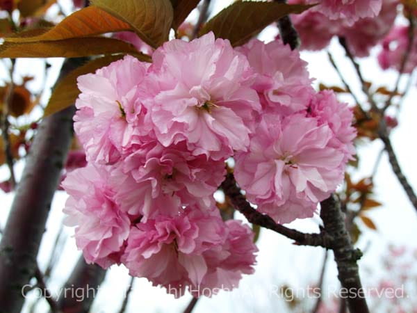 吉田公園の桜