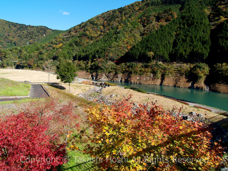 南アルプス接岨大吊橋の紅葉