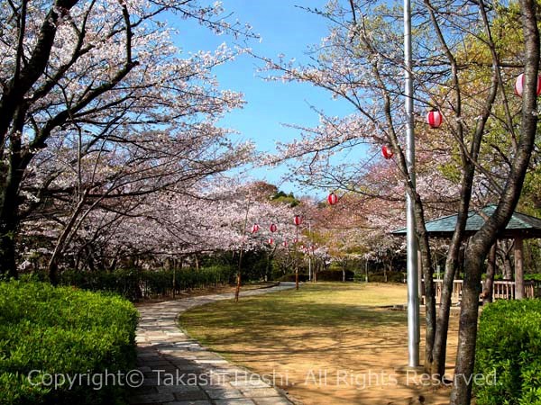 清水船越堤公園のお花見広場