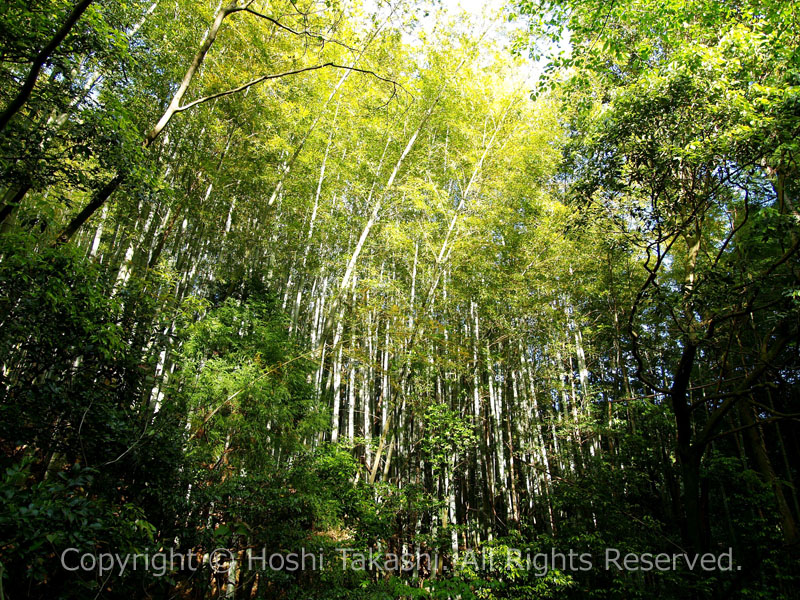 白藤の滝遊歩道の竹林