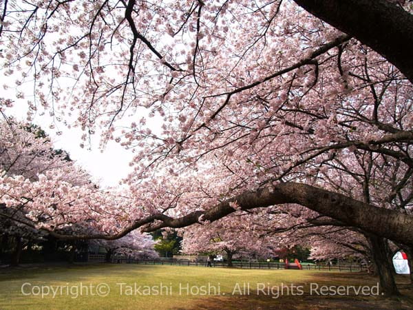 お花見会場と化す芝生広場