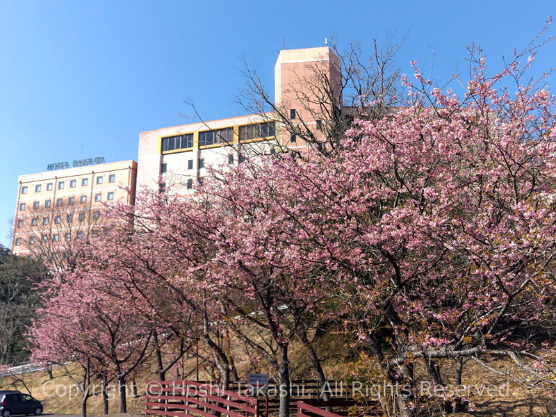 時之栖の河津桜