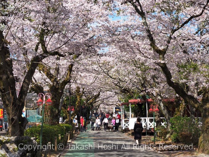 御殿場高原 時之栖の桜並木